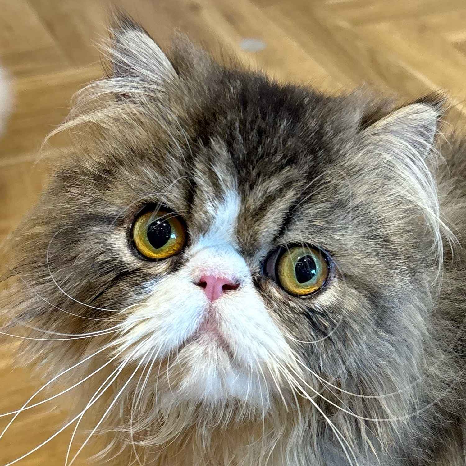 ムタ